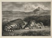 Eugène Delacroix, Tigre Royal (Royal Tiger)