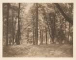 Gustave Le Gray, *La forêt de Fontainebleau* (The Forest at Fontainebleau)